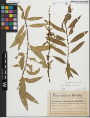 Foto von Salix fragilis L. x Salix triandra L.